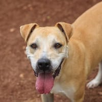 Paulette, chienne à adopter