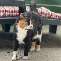 CARMINA, chatte à adopter