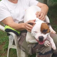 Tykon, chien à adopter