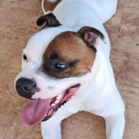 Tykon (réservé), chien à adopter