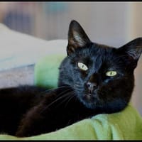 MACHA, chatte à adopter