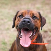 Victor, chien à adopter