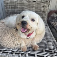Aska, Bichon maltais de Gwada, chienne à adopter