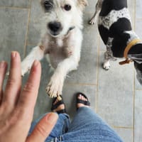 AEL, croisé griffon de Gwada, chien à adopter