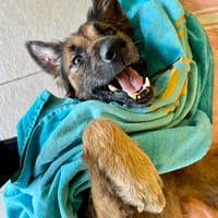 Bobby, chéri des îles, chien à adopter