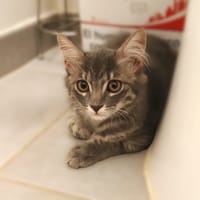 SPLEEN, chatte à adopter