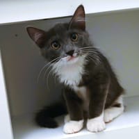 CHAUSSETTE, chatte à adopter
