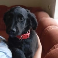 Naira, suczka do adopcji