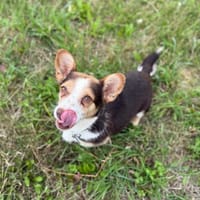 Mimi, suczka do adopcji