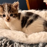mimoso, chat à adopter