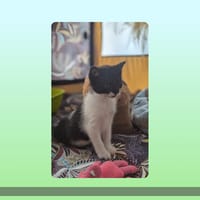 Tricotte, chatte à adopter
