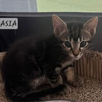 Asia, chatte à adopter