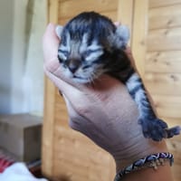 arkan, chat à adopter