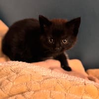 neo, chat à adopter