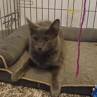 NUAGE*, chat à adopter
