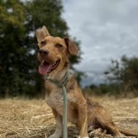 Azur, chien à adopter
