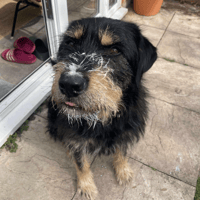 Ronnie, dog to adopt