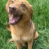 Haven, female dog to adopt