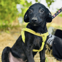 Rocket, dog to adopt