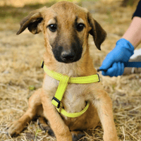 Max, dog to adopt