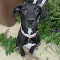 Livvi, female dog to adopt