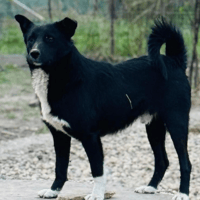 Efi, dog to adopt