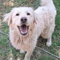 Angel, female dog to adopt