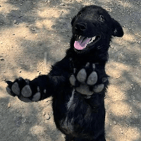Leland 🧸, dog to adopt