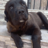 Knox, dog to adopt