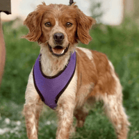Lilyana, female dog to adopt