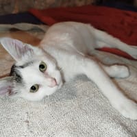 AYLA, chatte à adopter