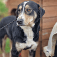 Bailey, dog to adopt
