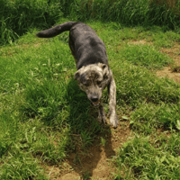 Rio, dog to adopt