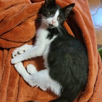 AIKO, chat à adopter