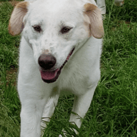 Laura, female dog to adopt