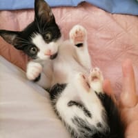 BART, chat à adopter