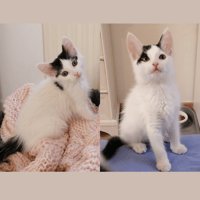LISA ET MAGGIE, chatte à adopter