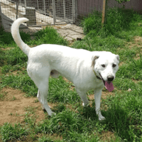 Winnie, dog to adopt