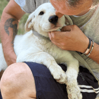 Josh, dog to adopt