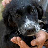 Mila, female dog to adopt
