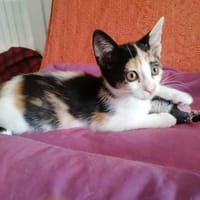 MAYA, chatte à adopter