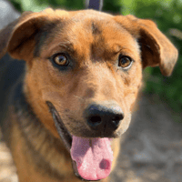 Nathan, dog to adopt
