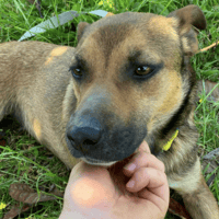 Idie, dog to adopt