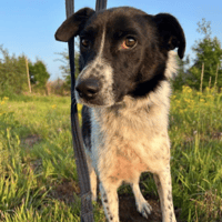 Herby, dog to adopt