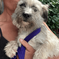 Suzy, female dog to adopt