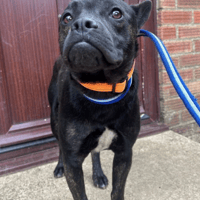 Jack, female dog to adopt