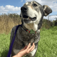 Shirley, female dog to adopt