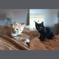 ARTI ET AZUR, chat à adopter
