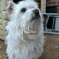 Sonic, female dog to adopt