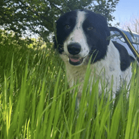 Hope, female dog to adopt